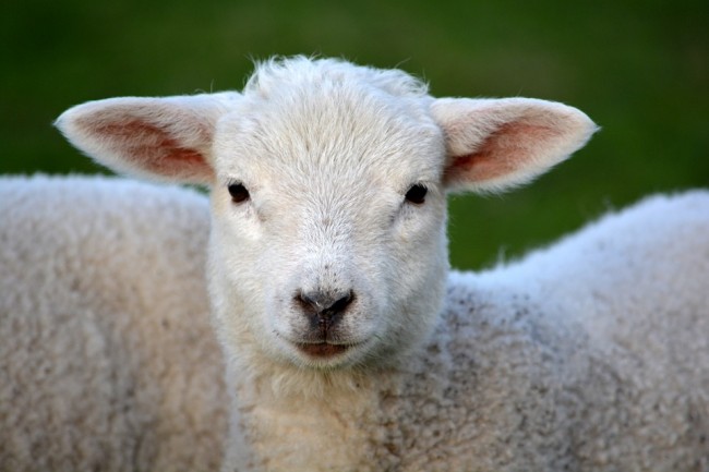 agnello 2