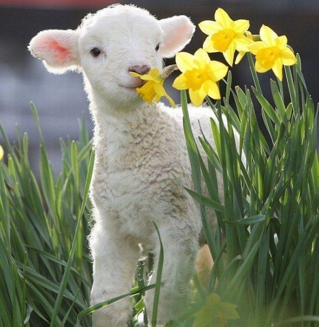 agnello 3