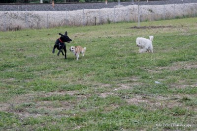 area-sgambamento-cani2-400x267