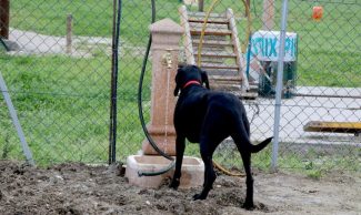 area-sgambamento-cani3-e1737635892783-325x194