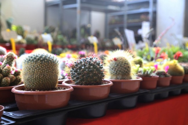 fiera del progetto verde centro fiere villa potenza foto ap (15)