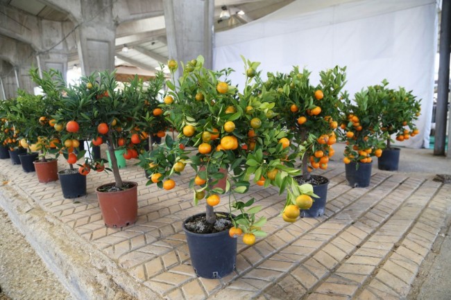 fiera del progetto verde centro fiere villa potenza foto ap (21)