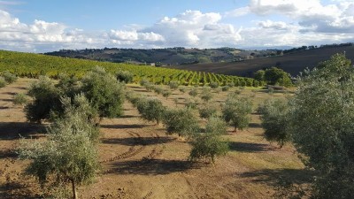 campi-di-olio-uliveti