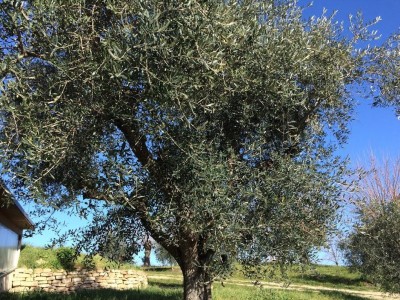 campi di olio uliveti 6 ulivo