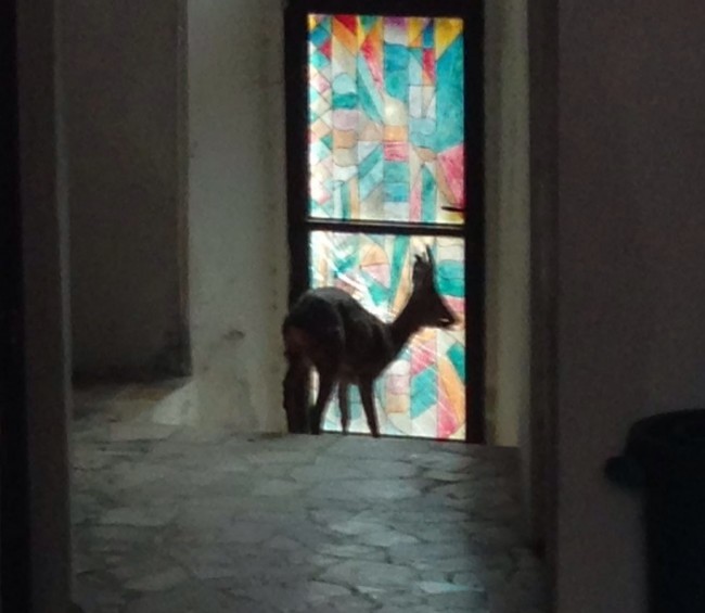 capriolo di fronte a porta a vetri
