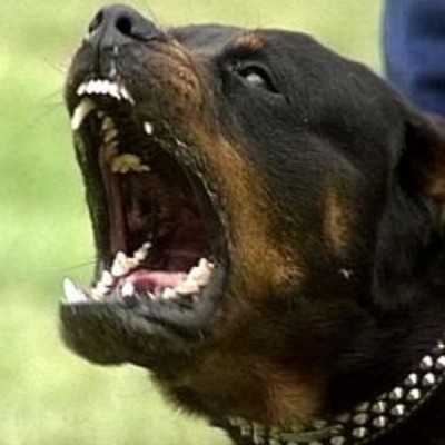 pitbull2-cane-400x400