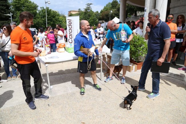 stramacerata 2016 conduttore con più cane al seguito matteo ciccarilli con tao, bocconcino, moon foto ap (24)