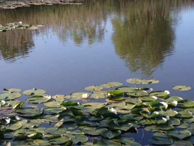 Sono sbocciate le ninfee nella palude del parco