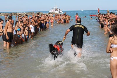 L'esercitazione con i cani di salvataggio