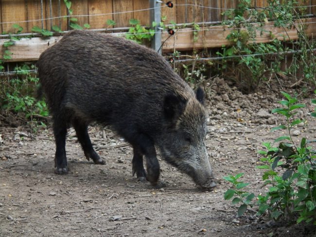 Tiergarten_Worms_2011_Wildschwein-650x488