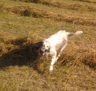 Argo, il setter scomparso