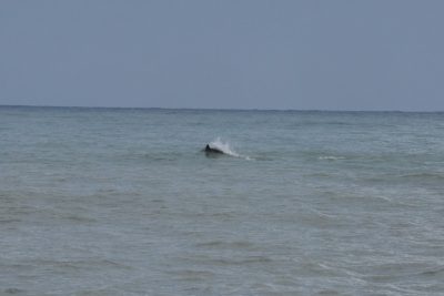 delfini-civitanova-3-400x267
