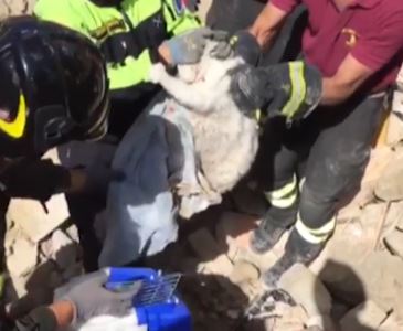 Le operazioni di salvataggio del gatto