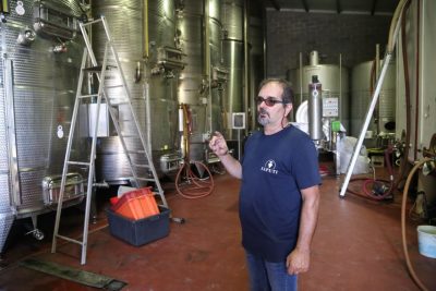 vendemmia-cantina-saputi-vino-colmurano-foto-ap-20