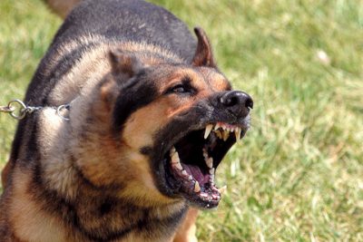 cane feroce