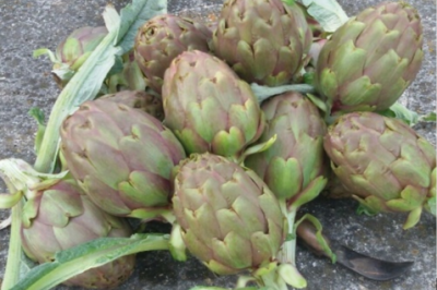 carciofo_montelupone