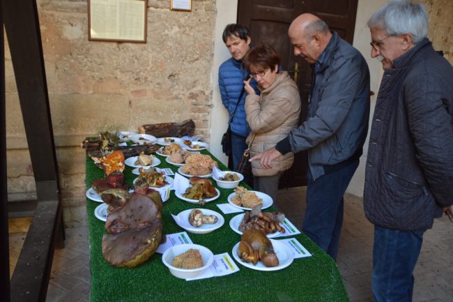 mostra-micologica-2