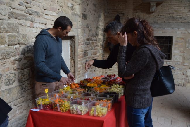 mostra-micologica-4