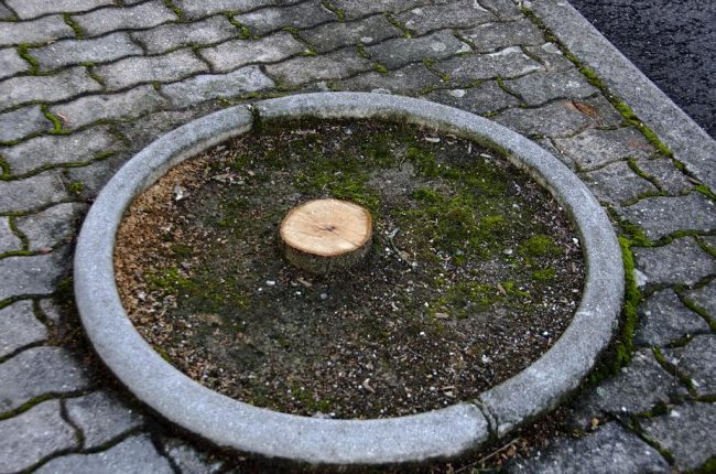 Uno degli alberi tagliati