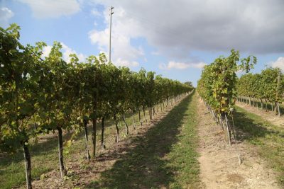 vendemmia-cantina-forano-2016-appignano-foto-ap-1