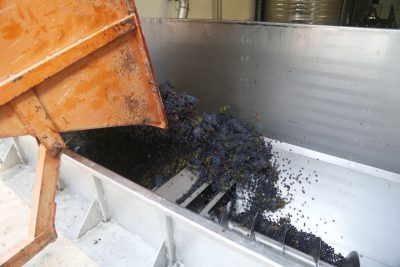 vendemmia-cantina-forano-2016-appignano-foto-ap-12