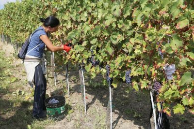vendemmia-cantina-forano-2016-appignano-foto-ap-3-400x267