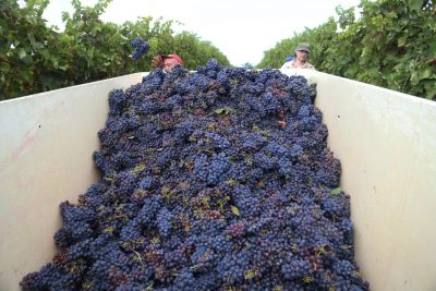 vendemmia-cantina-forano-2016-appignano-foto-ap-8-400x267