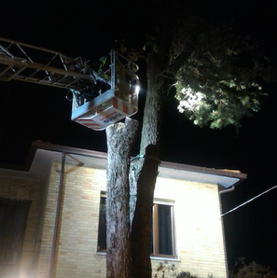 L'albero che rischia di cadere