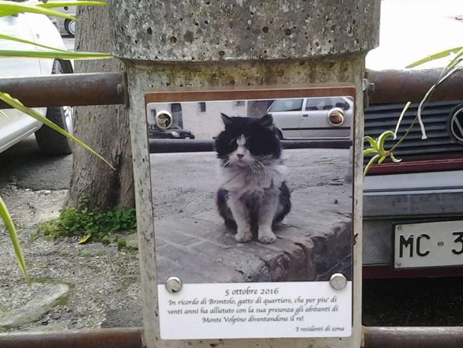 targa-gatto-brontolo-recanati-6