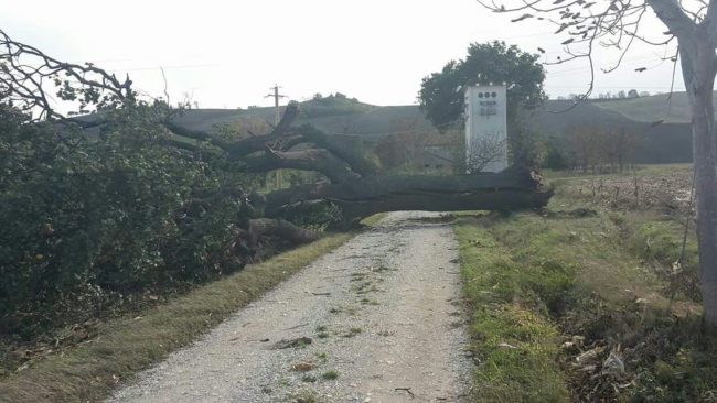 Albero caduto all'Abbadia di Fiastra