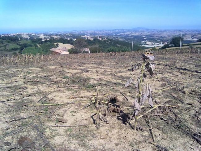 Il campo di girasoli rovinato dai cinghiali