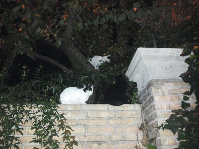 colonia-felina-via-marchetti-gatti