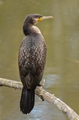 cormorano-1