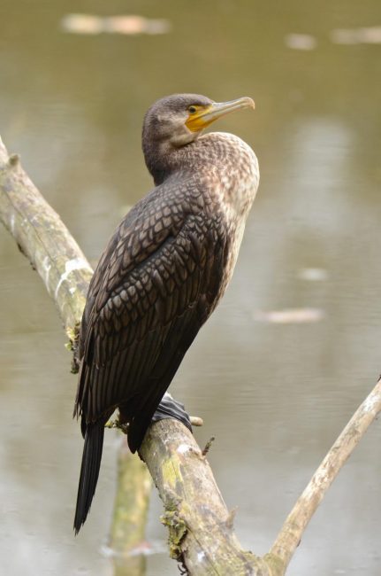 cormorano-2