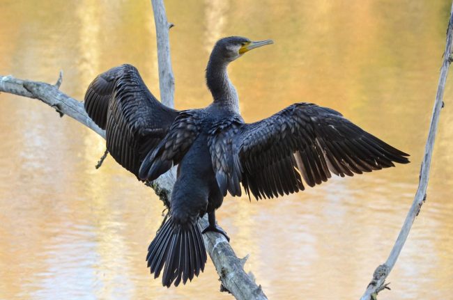cormorano-3
