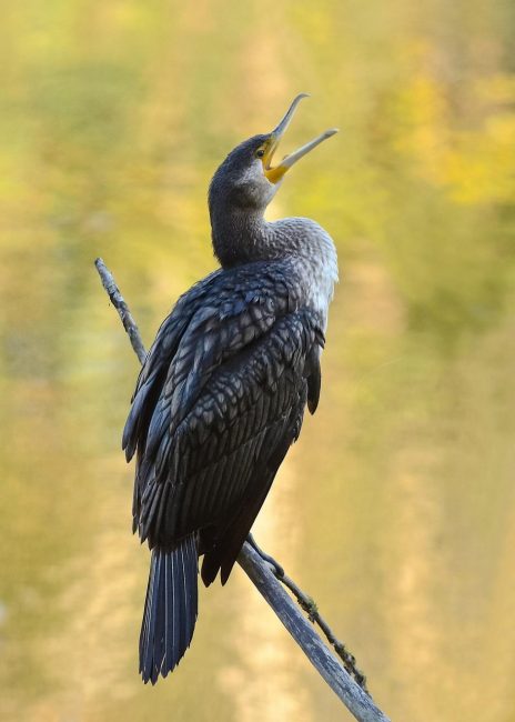 cormorano-4
