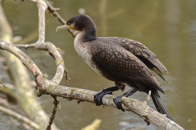 cormorano-5