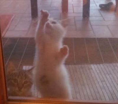 gatto_smarrito2