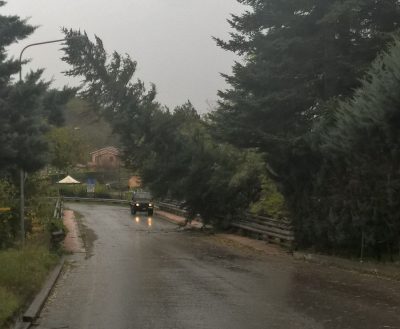Un pino caduto a Sarnano