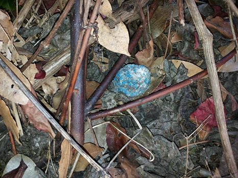 Una delle polpette avvelenate trovate in via Marchetti