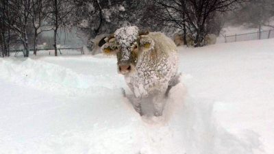 animali-terremotati-neve-visso-5-400x225