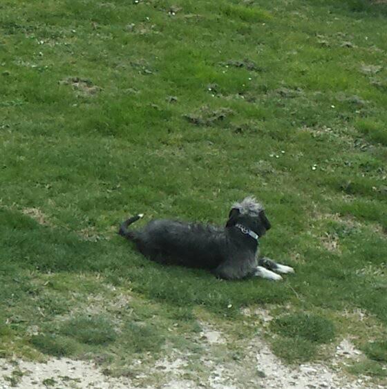 cane-smarrito-Linus-2