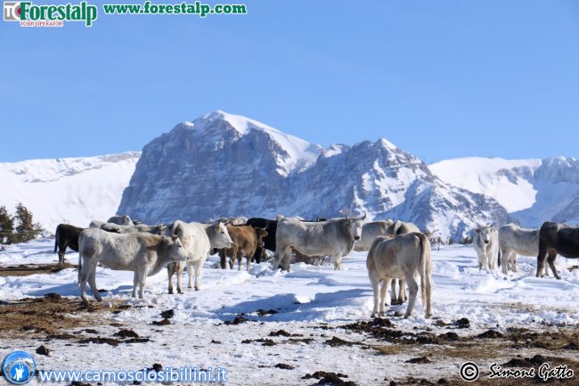 ciaspolata_bolognola_macerata-8-650x433