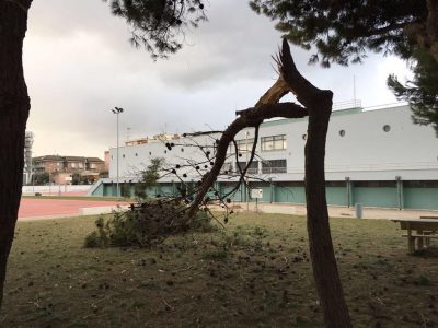 civitanova-maltempo-albero