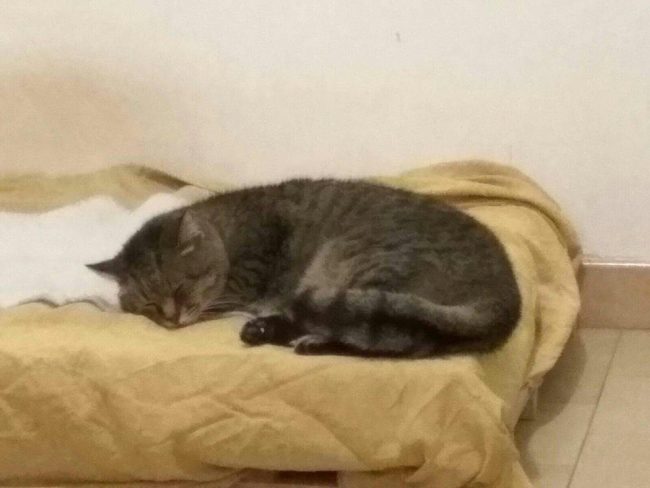 gatto-abbandonato-2-650x488