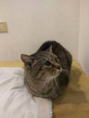 gatto-abbandonato