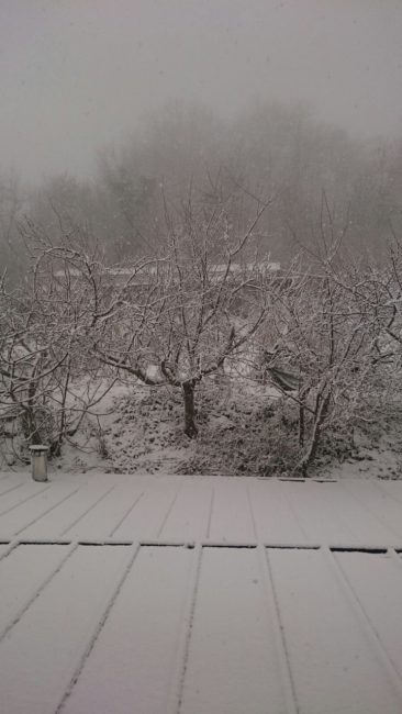 neve-gualdo-150117-366x650