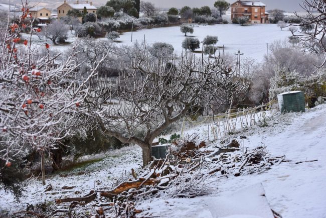 neve-macerata-05012017-4-650x434