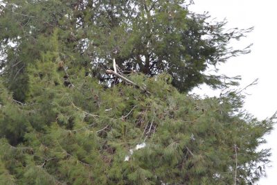 neve-macerata-immigrati-alberi-57-400x267