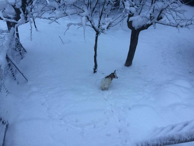 neve_mucca_sarnano_foto_tiziana_barboni